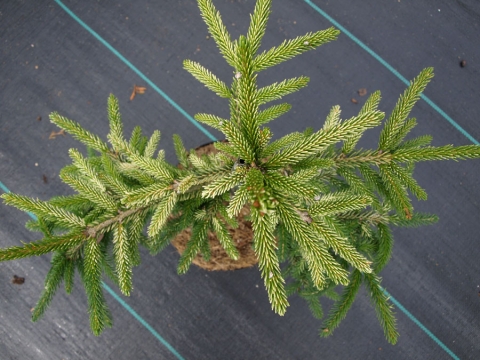 Świerk wschodni (Picea orientalis) Argenteospicata